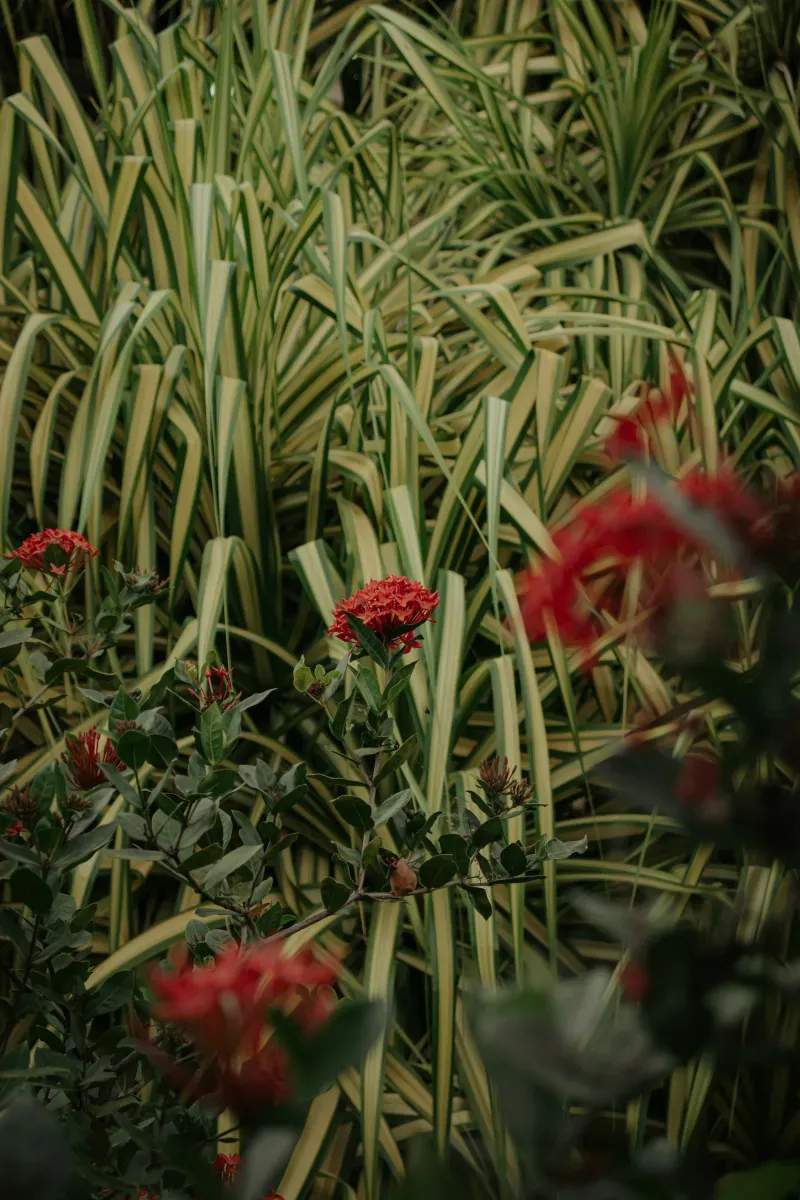 Maple Grove Garden Studio