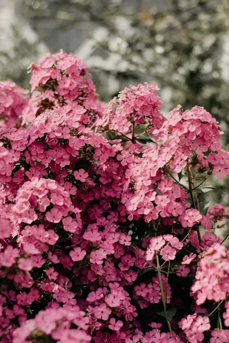 5 Ways to Refresh Your Garden for Early Spring