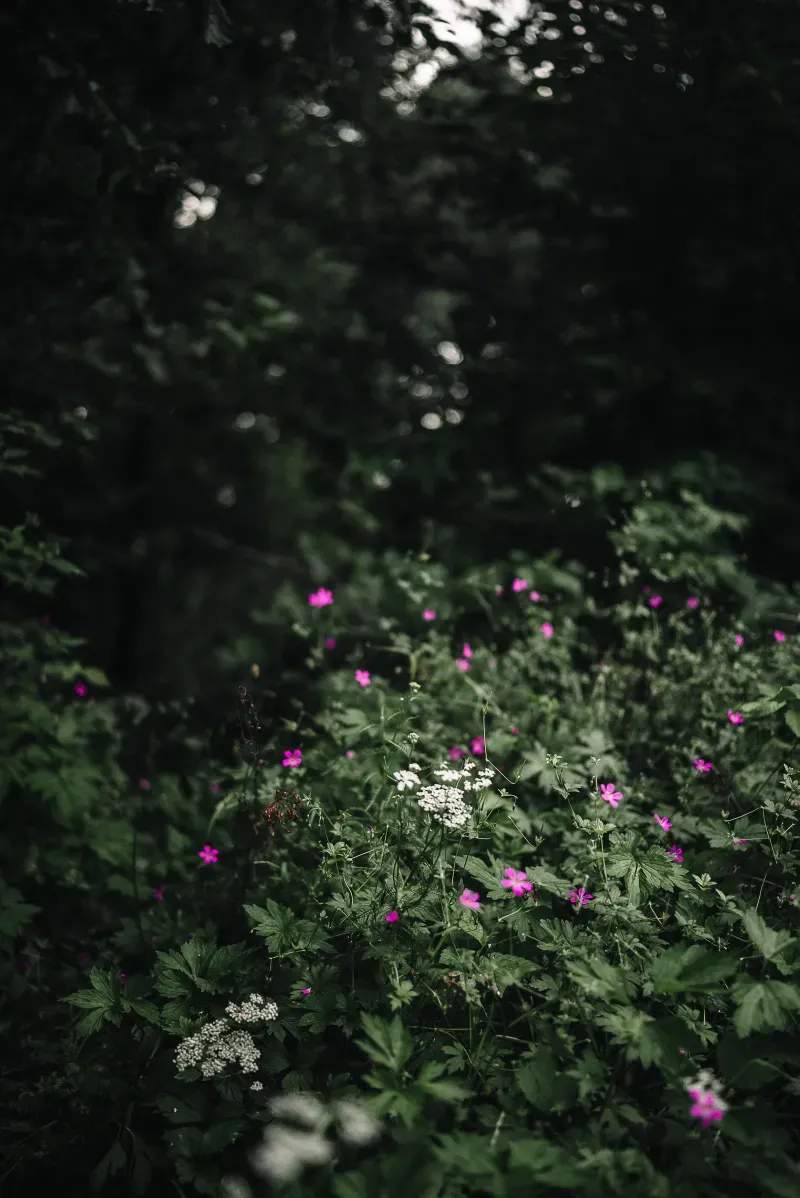 Maple Grove Garden Studio 2