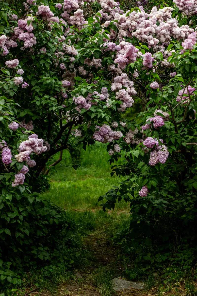Maple Grove Garden Studio 4